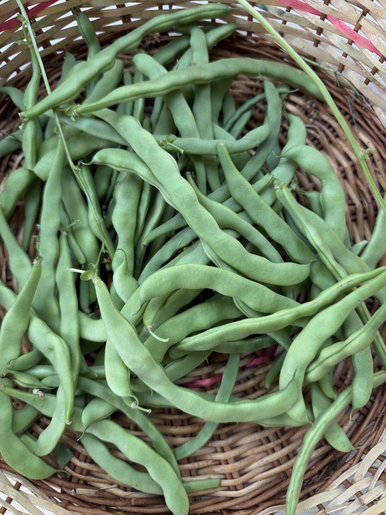 Miso Sesame Green Bean Salad